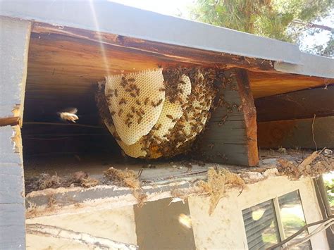 beehive removal las vegas.